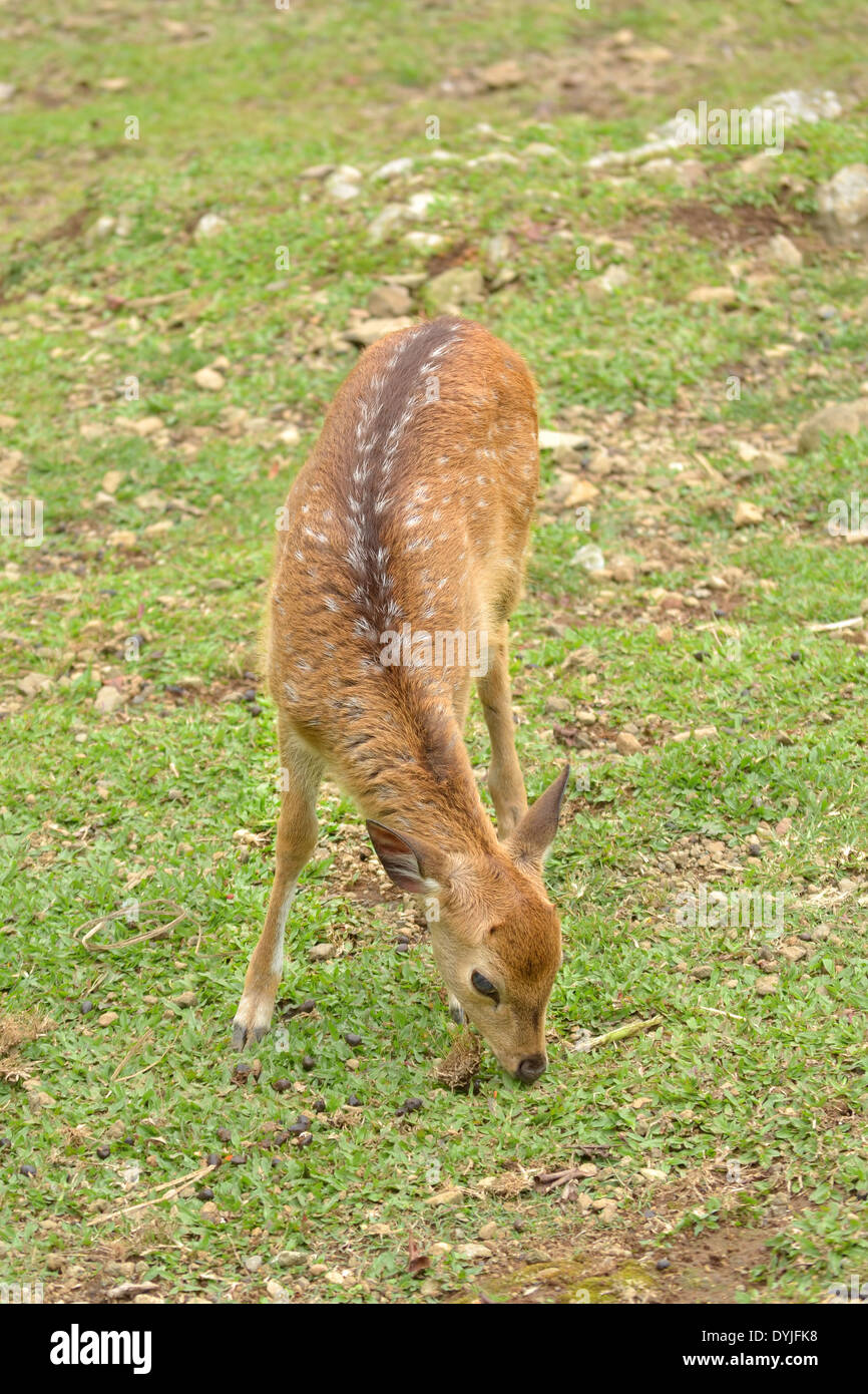Young axis deer with big horn Stock Photo Alamy