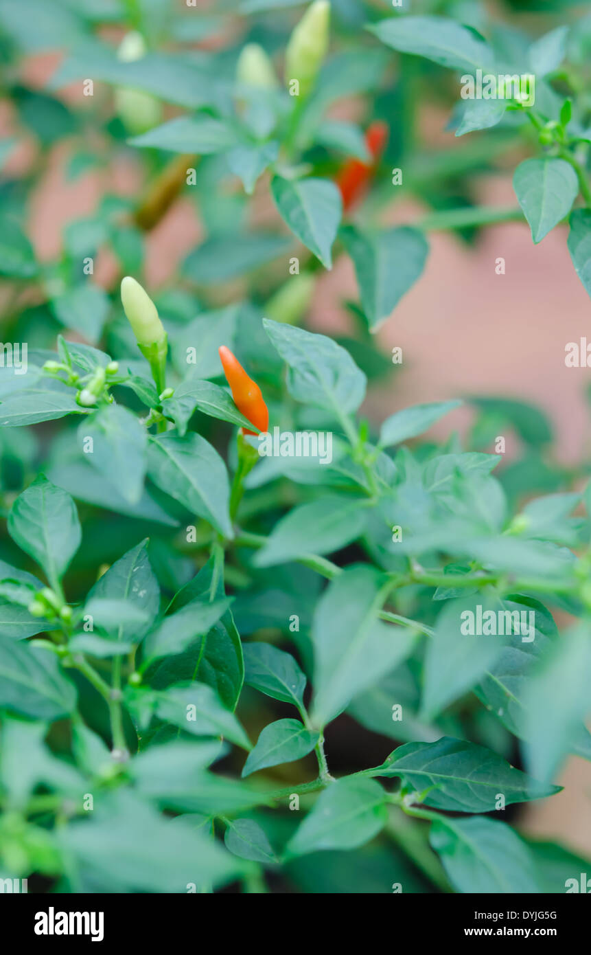 Red chilli tree hi-res stock photography and images - Alamy