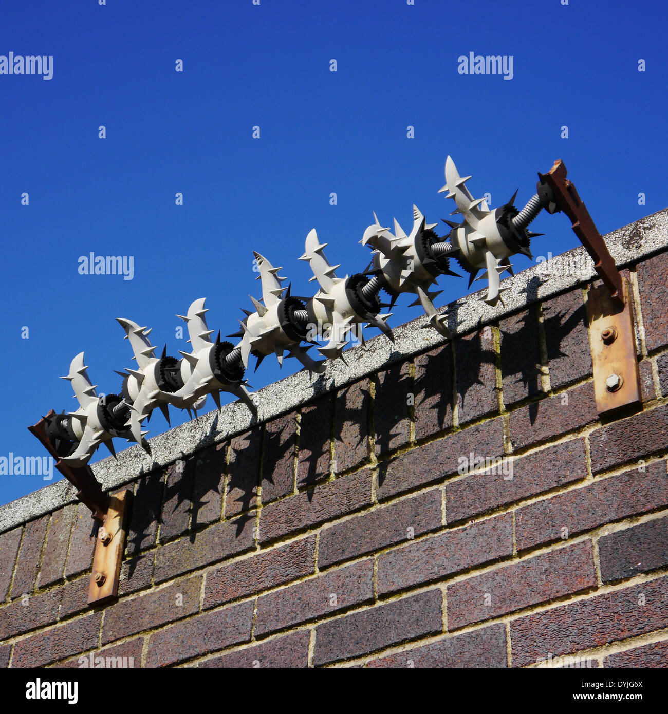 Cactus anti-burglary / theft / crime security / protection measures on a wall Stock Photo
