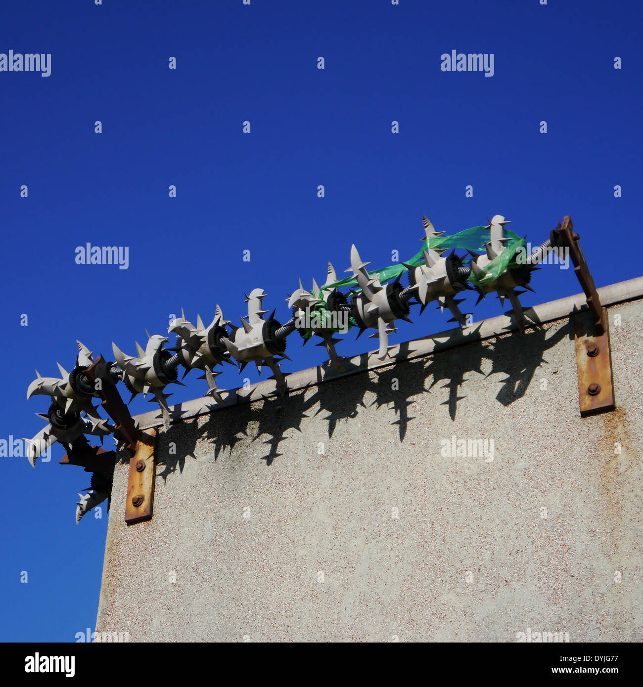 Cactus anti-burglary / theft / crime security / protection measures on a wall Stock Photo