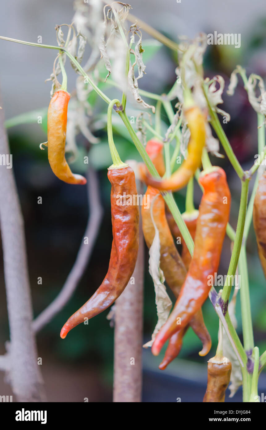 close up red chilli pepper plant dead Stock Photo