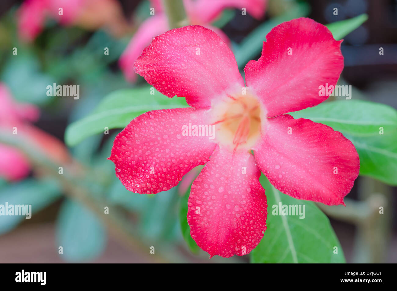 close up of flower Impala Lily Adenium - Desert Rose Stock Photo