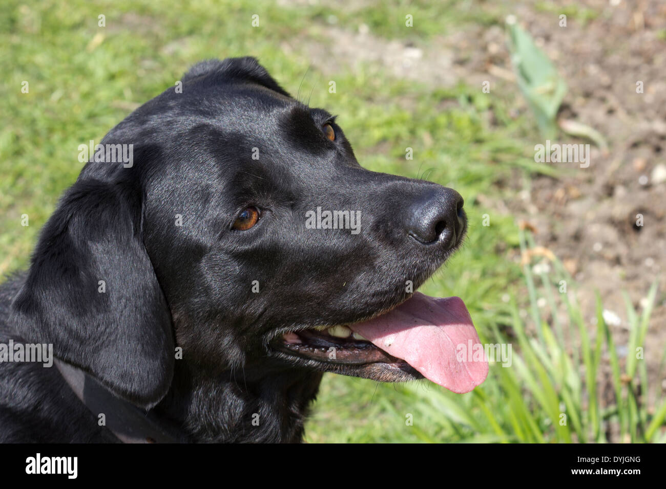 Black female cheap labrador