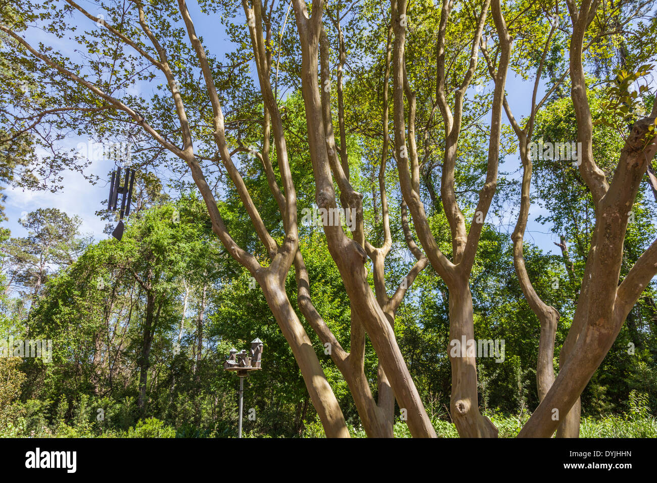 Crepe Myrtle tree 'YUMA' at Mercer Arboretum and Botanical Gardens
