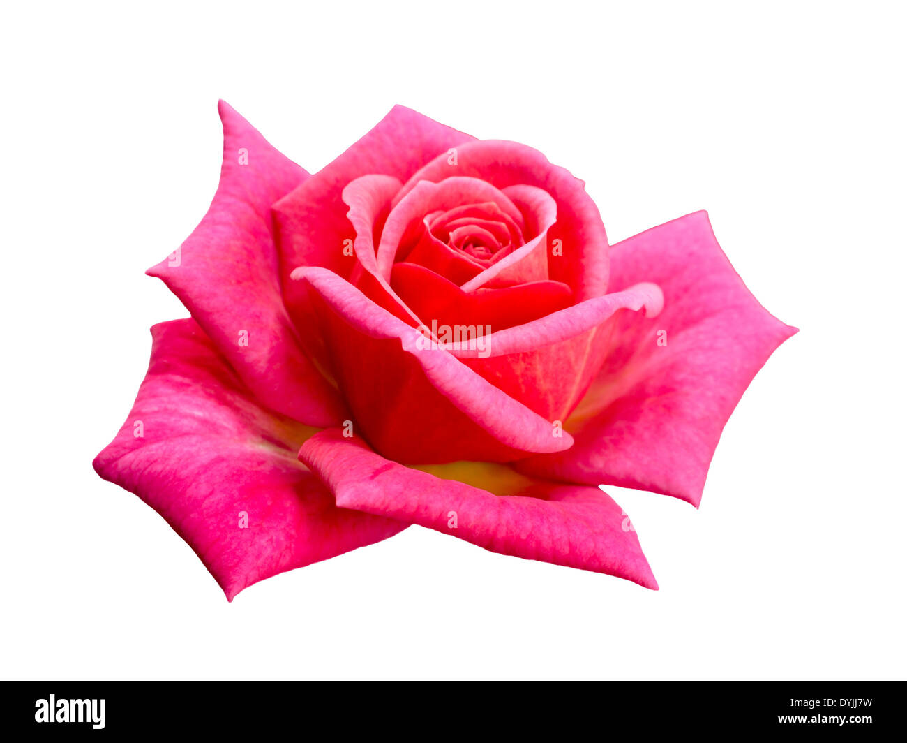 bright beautiful pink rose isolated on white background Stock Photo - Alamy