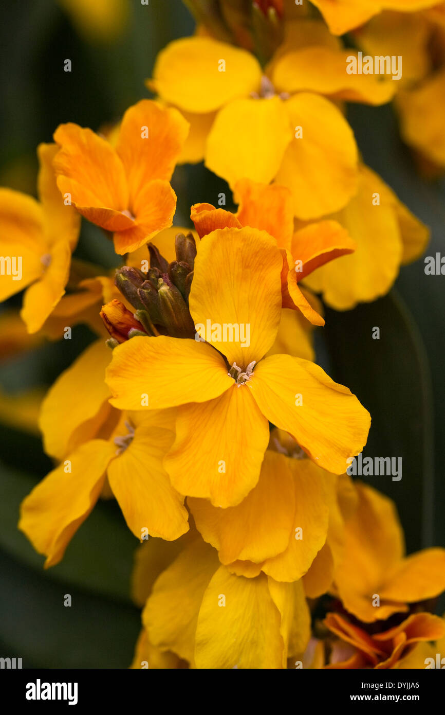 Orange-yellow Erysimum flowers. Wallflowers in the garden. Stock Photo
