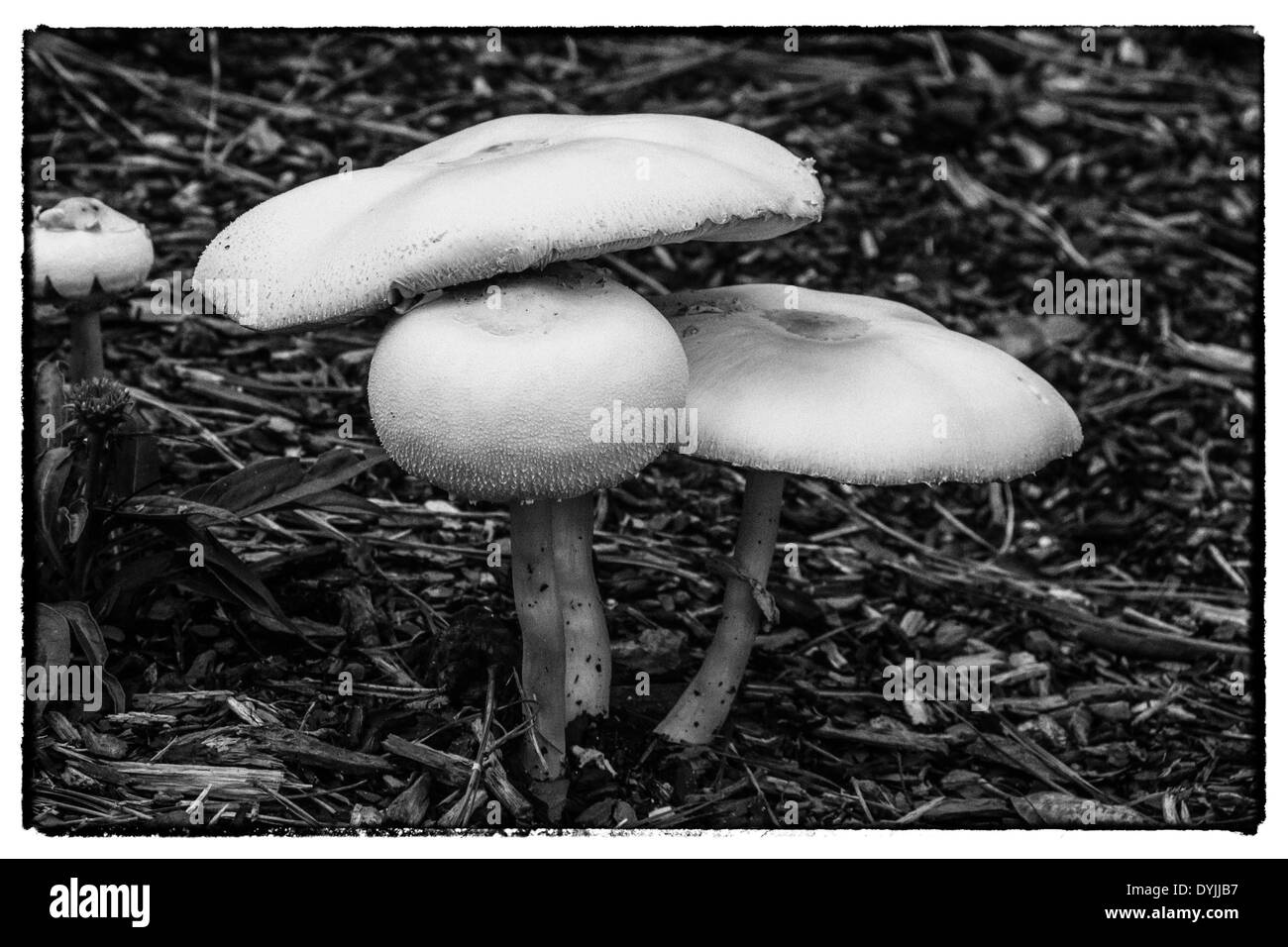 Mushrooms growing in Mercer Arboretum and Botanical Gardens Stock Photo