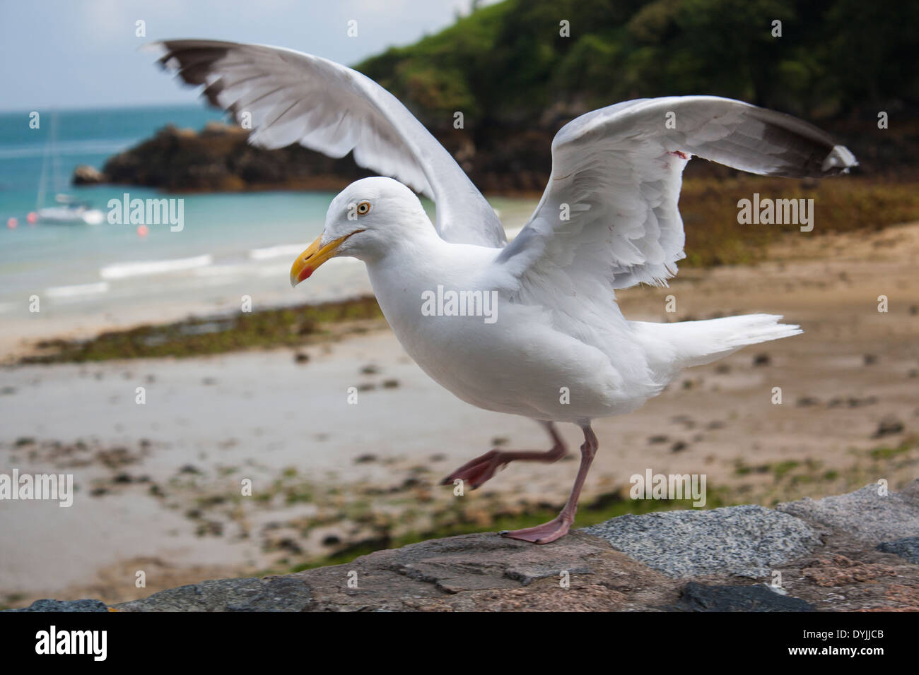 Herring Gull attempting to eat my ice cream! Stock Photo