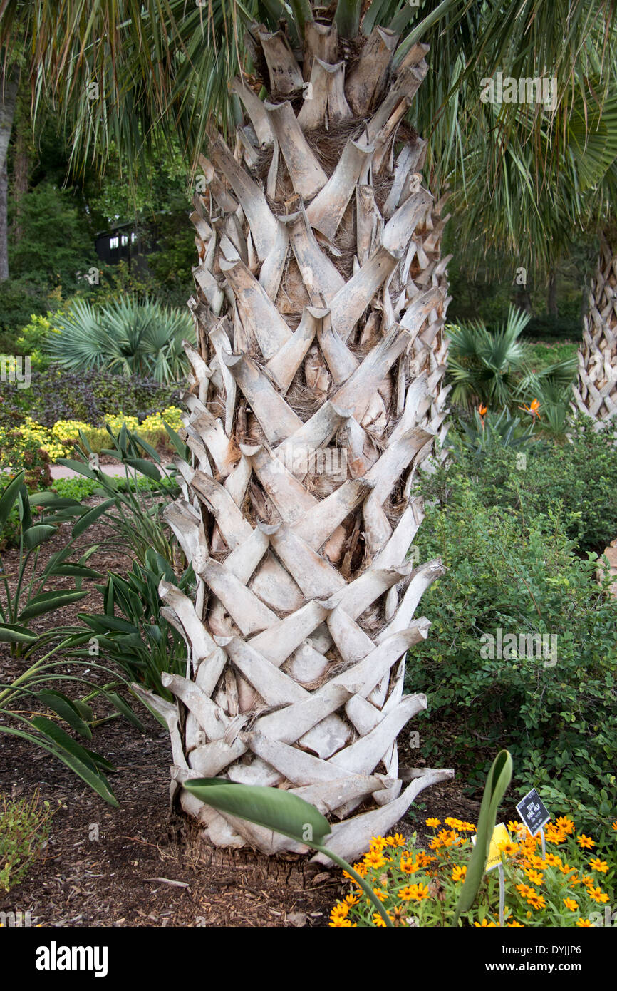 Texas Sabal Palm, Sabal texana Stock Photo