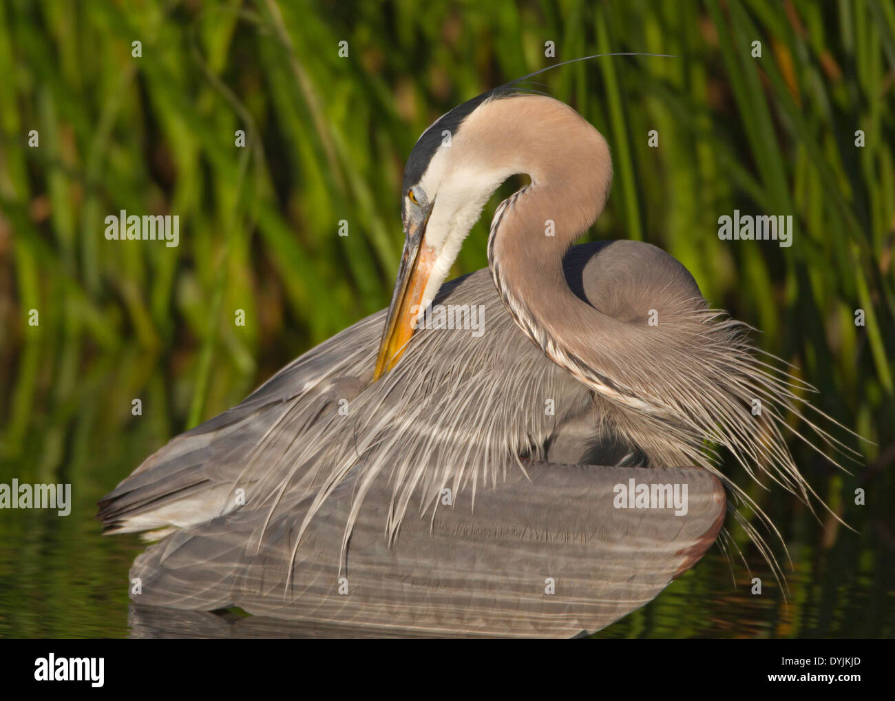 Great Blue Heron in Breeding Plumage Stock Photo