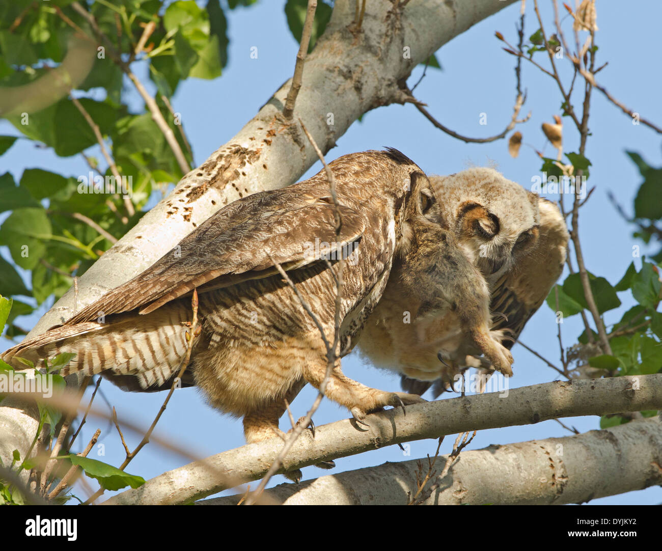 Owl feeding hires stock photography and images Alamy