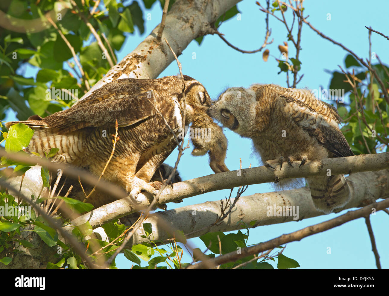 Great Horned Owl Feeding a Rabbit to Owlet Fledgling Stock Photo Alamy
