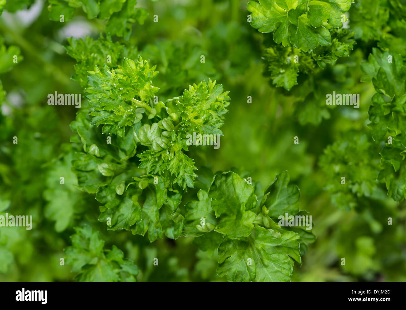 Fresh Parsley Plant as detailed macro shot Stock Photo