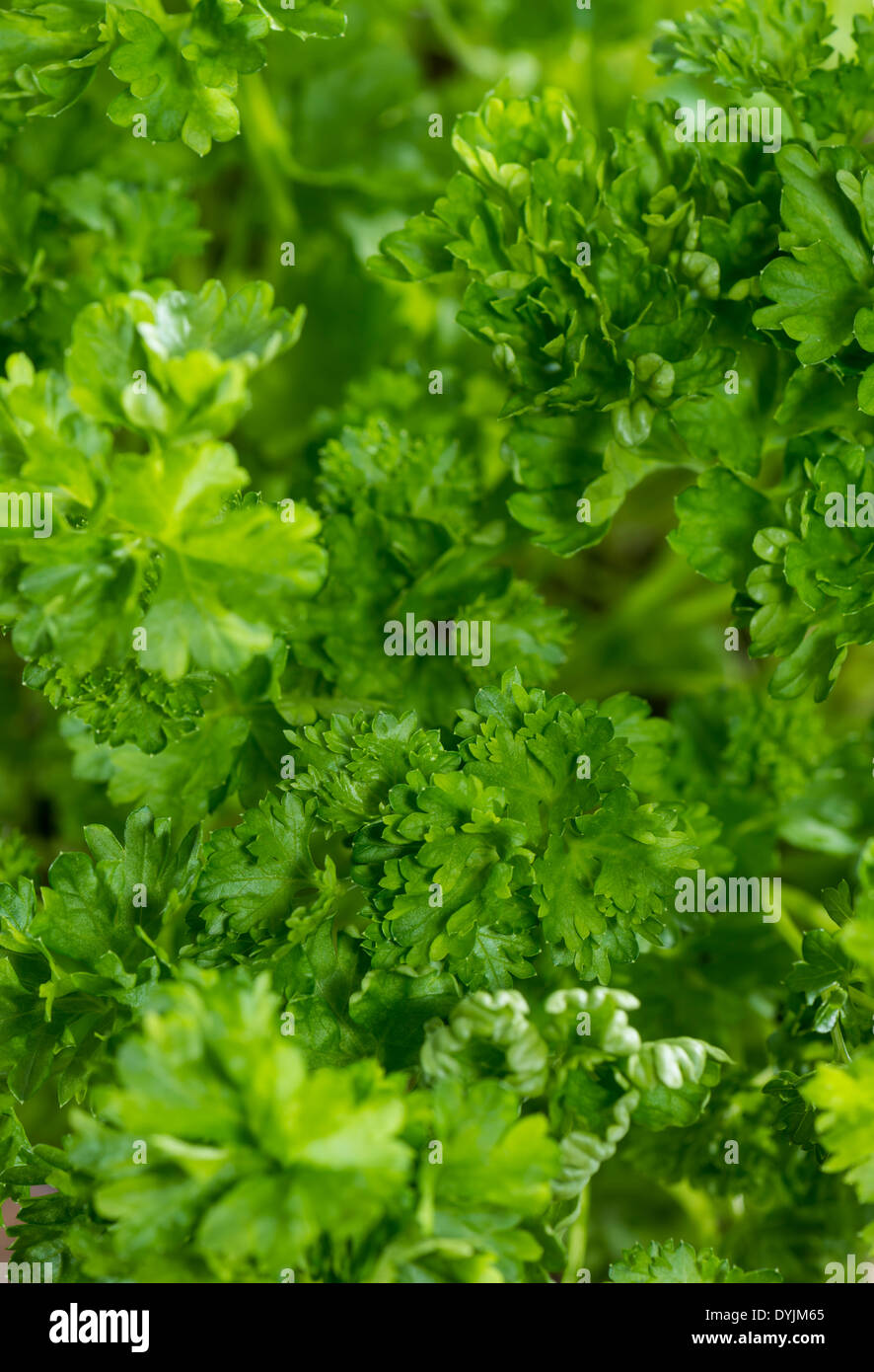 Fresh Parsley Plant as detailed macro shot Stock Photo