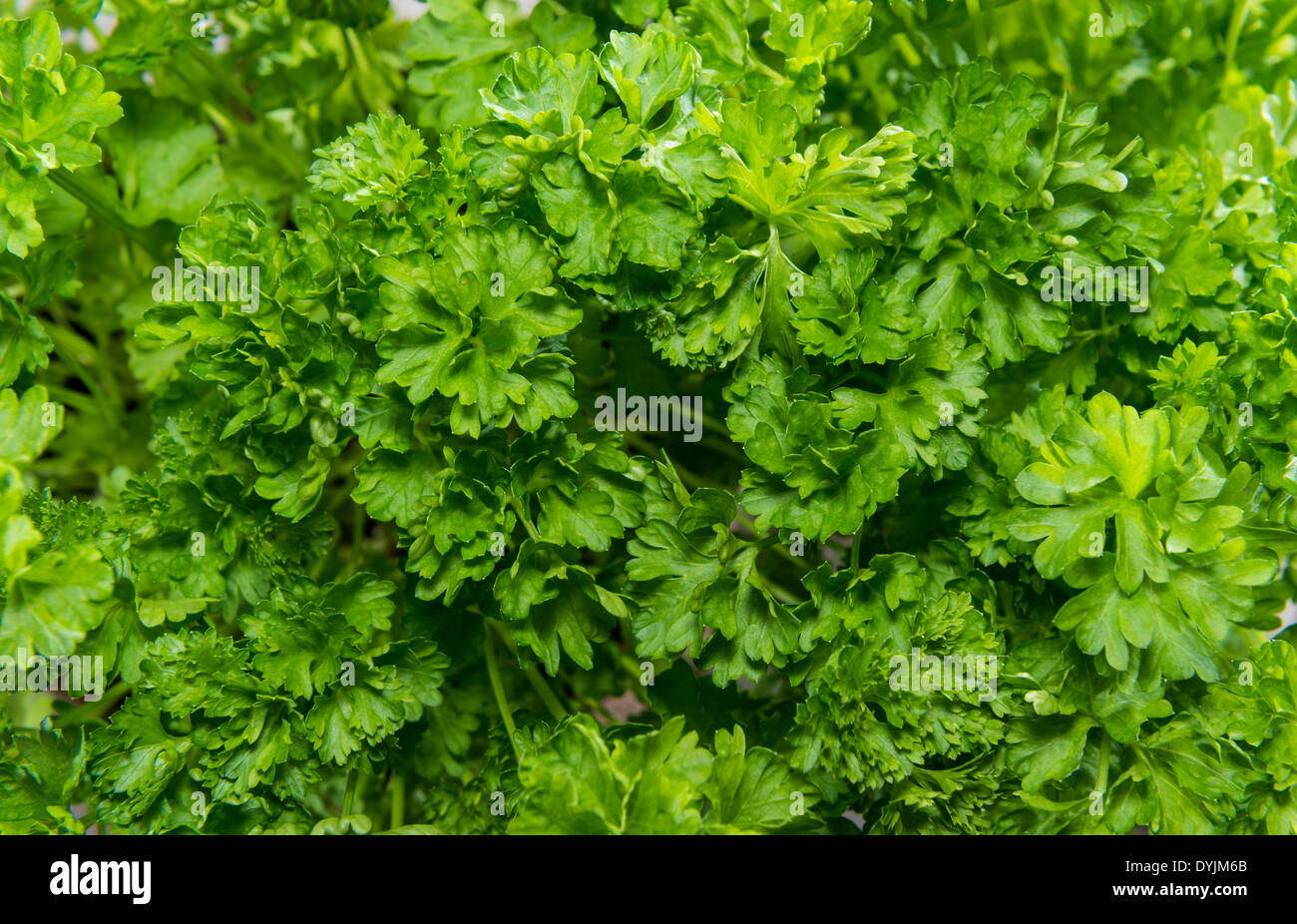 Parsley Plant with fresh leaves (close-up shot) Stock Photo