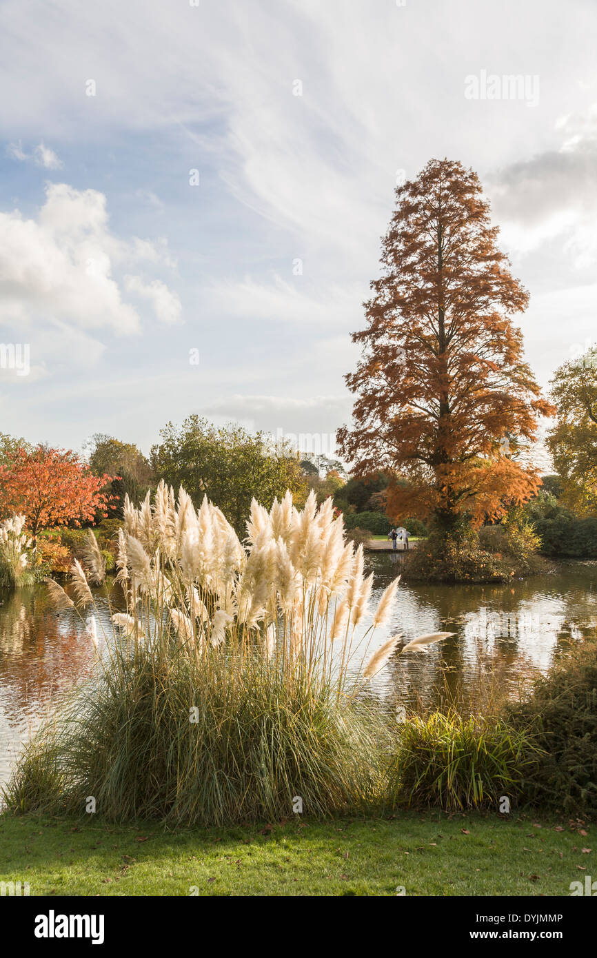 Ornamental pampas grass (Cortaderia selloana) planted at the edge of a pond at Wakehurst Place, Ardingly, West Sussex, UK with trees in autumn colours Stock Photo