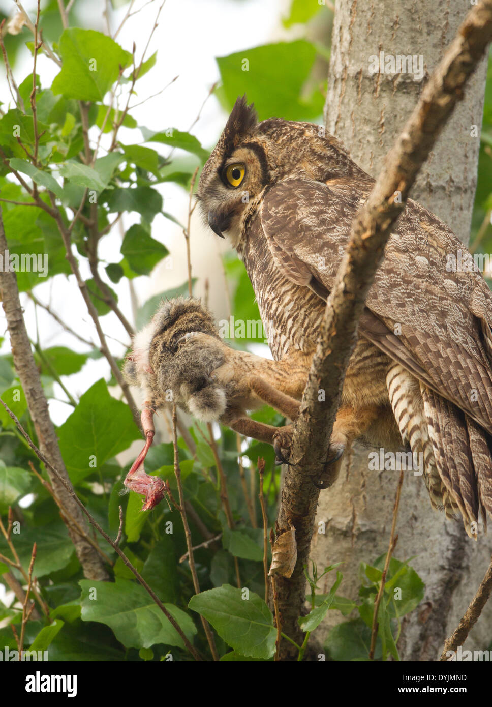 Bubo virginianus and rabbit hires stock photography and images Alamy
