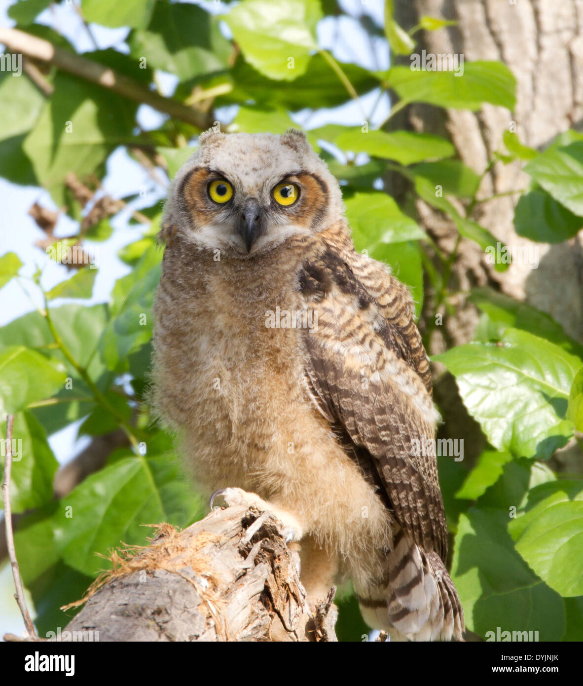 Great Horned Owl Owlet Stock Photo Alamy