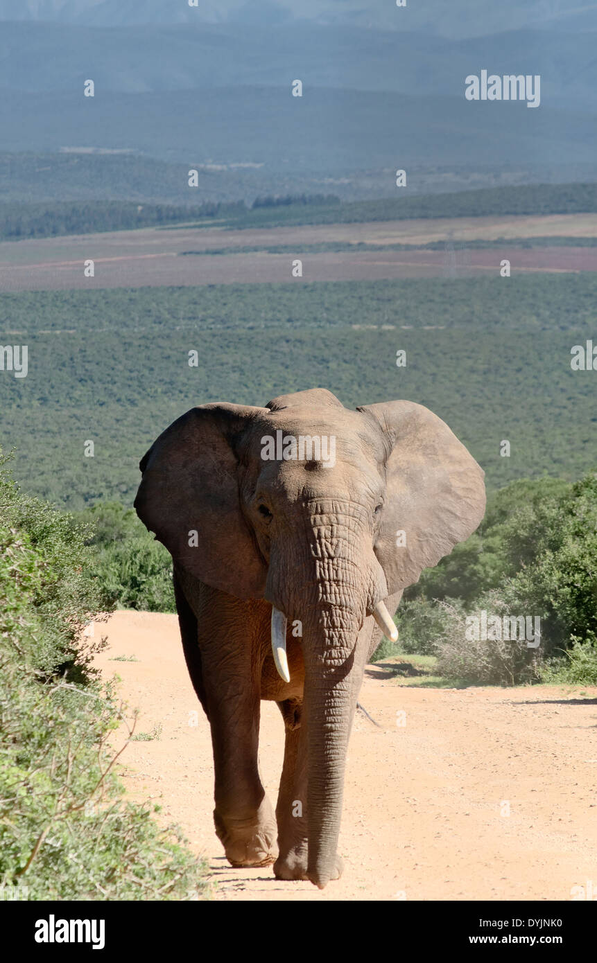Big Male Elephant in African Landscape Stock Image - Image of