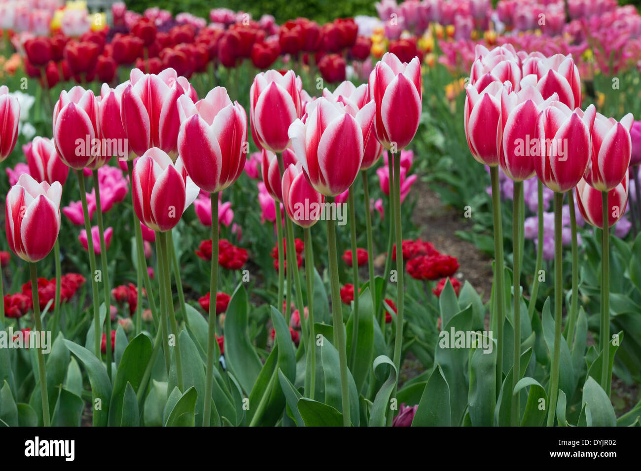 Tulipa. Darwin Tulip 'candy apple delight' flowers Stock Photo