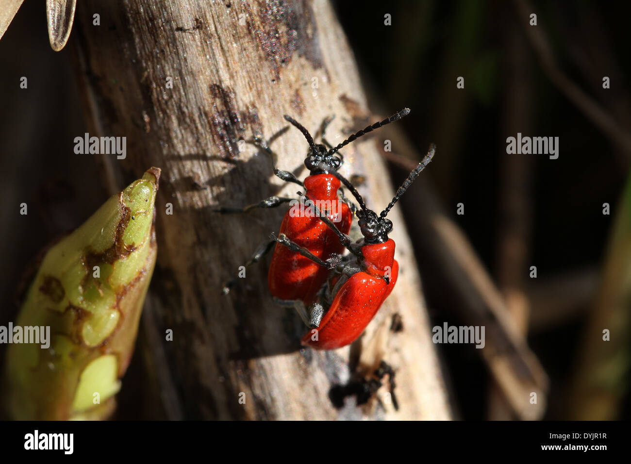 Mating pair of Lilly Beetles Stock Photo Alamy