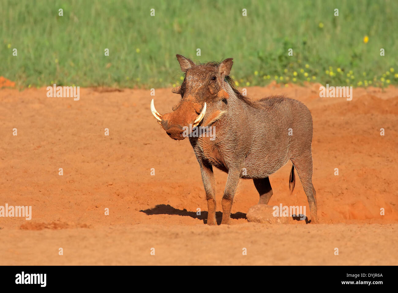 A lone warthog (Phacochoerus africanus), South Africa Stock Photo