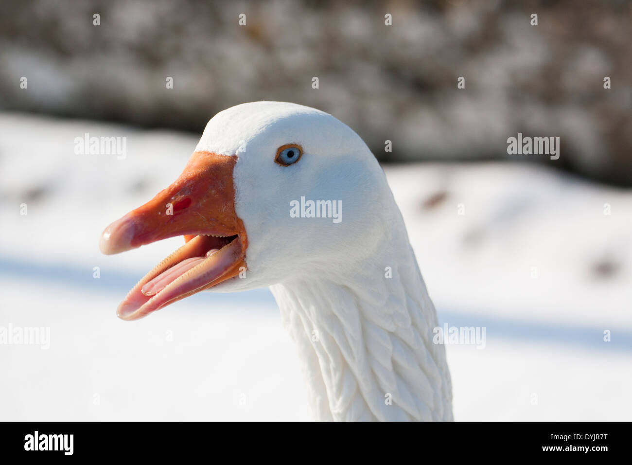 Feral goose in the snow, Iffley Lock, Oxfordshire Stock Photo