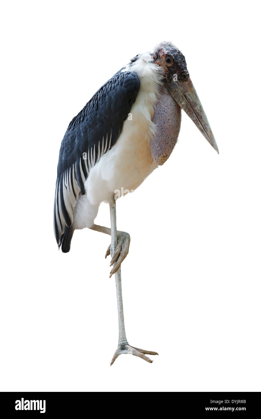 the African gray heron standing on one foot Stock Photo