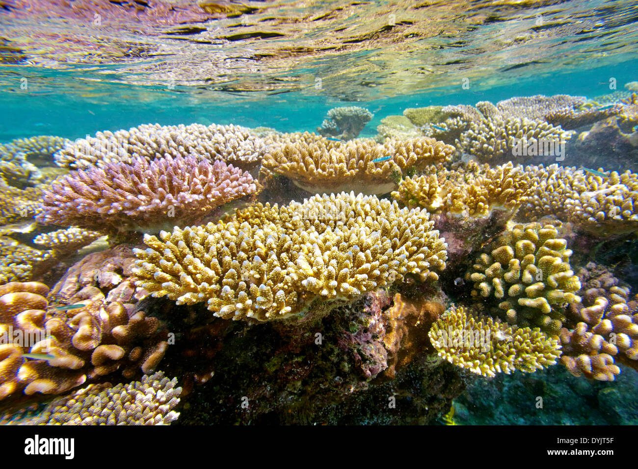 Table coral (Acropora sp.) formations on shallow reef top