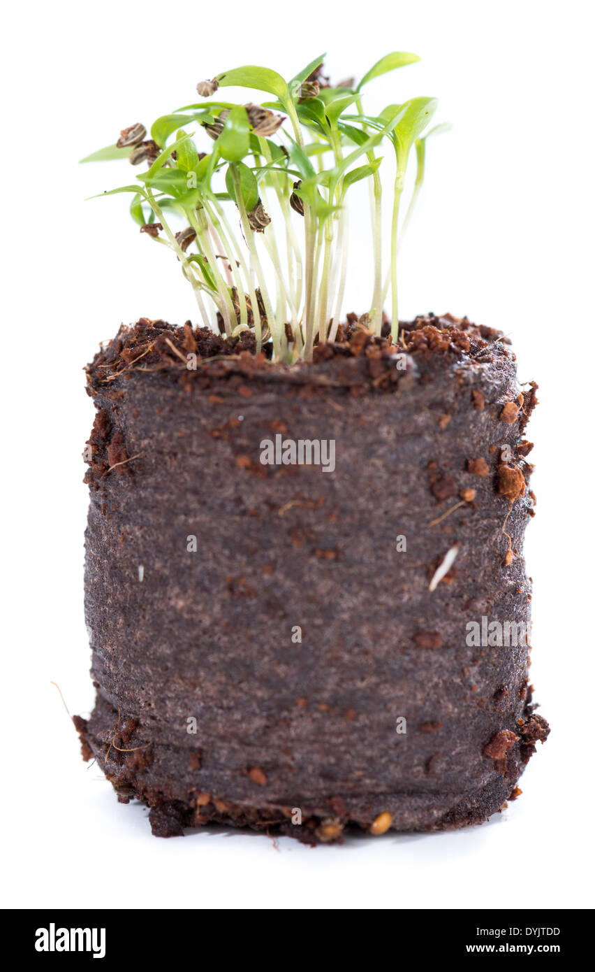 Small Plant isolated on pure white background (macro shot) Stock Photo