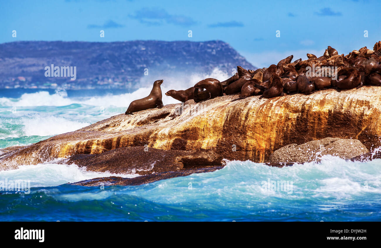 Wild South African seals, many cute sea lions lying down on the rock and bask in the sun, beautiful wild animals, exotic tourism Stock Photo