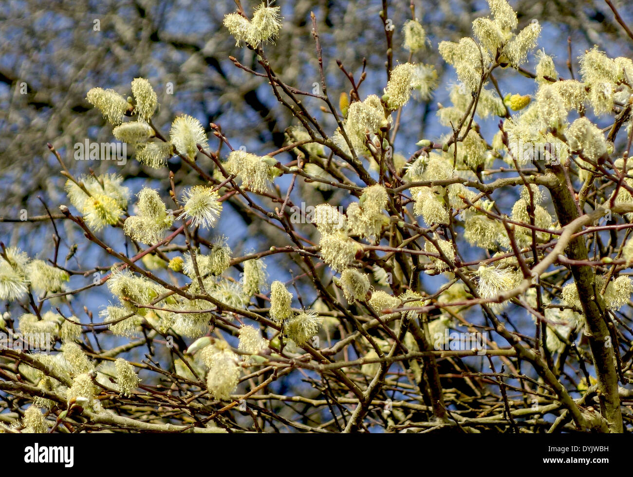 Blühende Salweide, Salix caprea, Weidenkätzchen Stock Photo