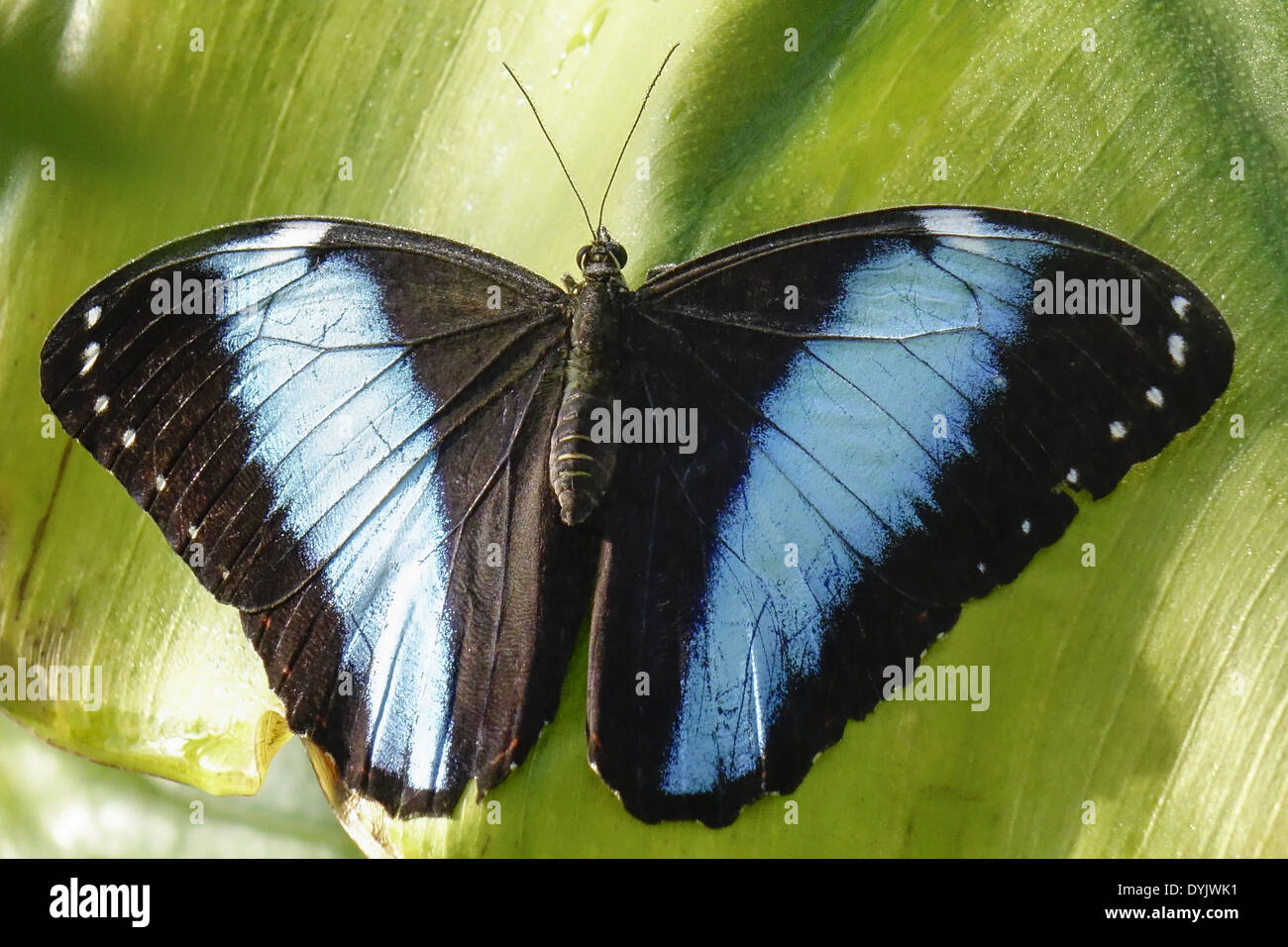 Tropischer Schmetterling, Blauer Morphofalter (Morpho peleides) Stock Photo