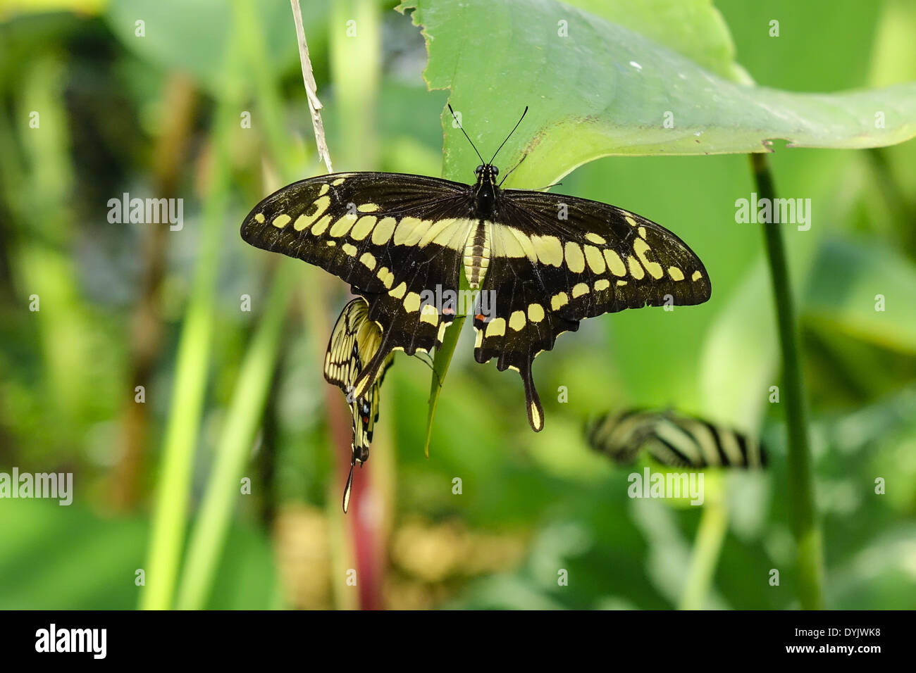 Schwalbenschwanz Schablone butterfly  100mm x 50mm 