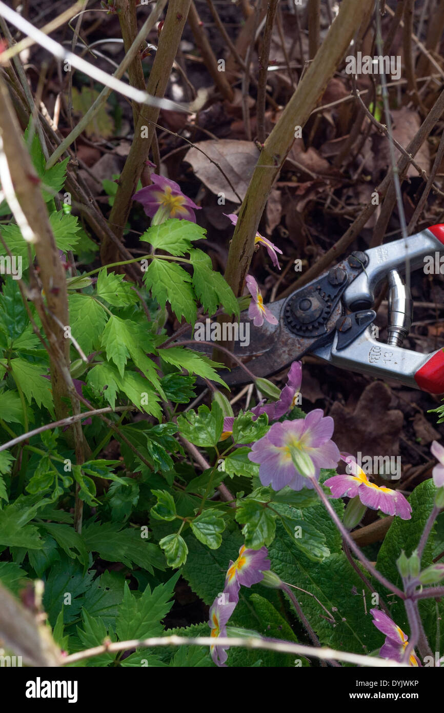 Pruning a hardy Fuchsia megellanica to ground level in spring Stock Photo