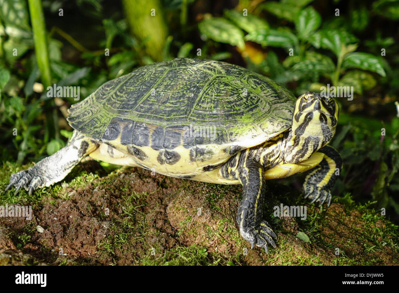 Wasserschildkröte im Gewächshaus, Botanischer Garten, München, Bayern, Deutschland Stock Photo