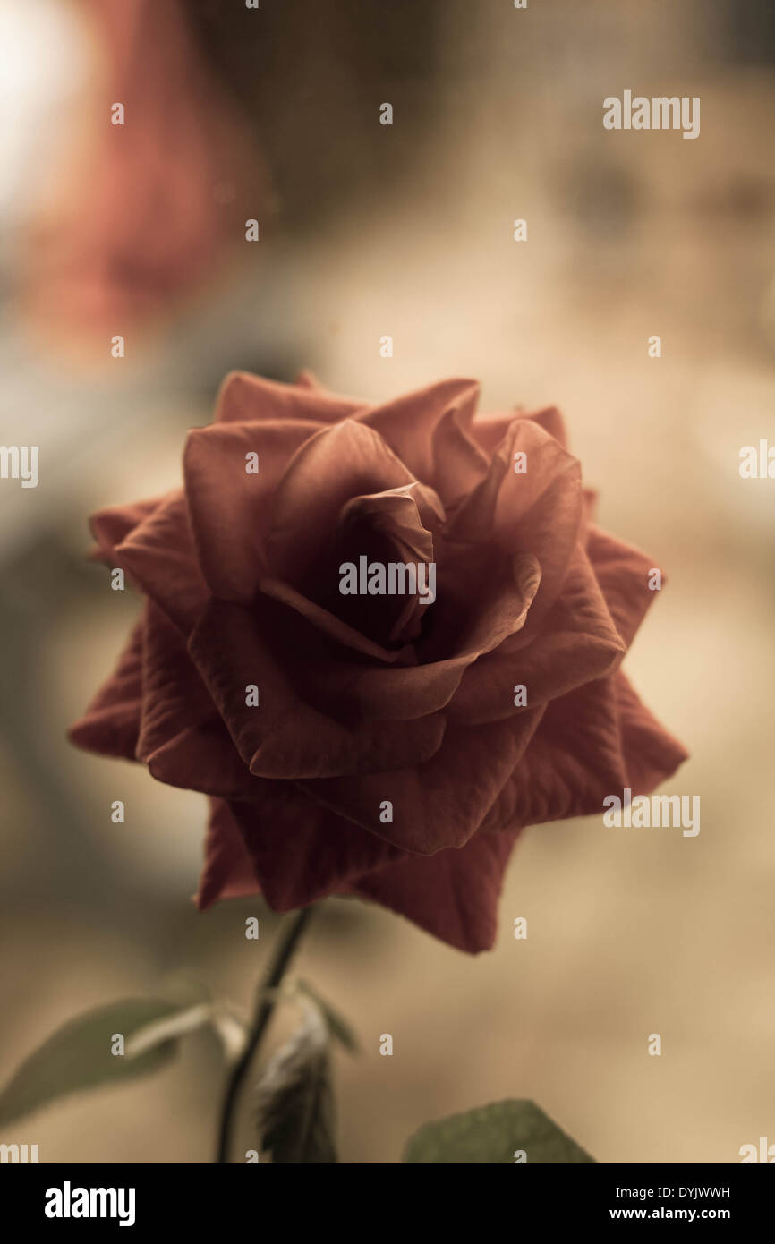 Flower on window ledge Stock Photo Alamy