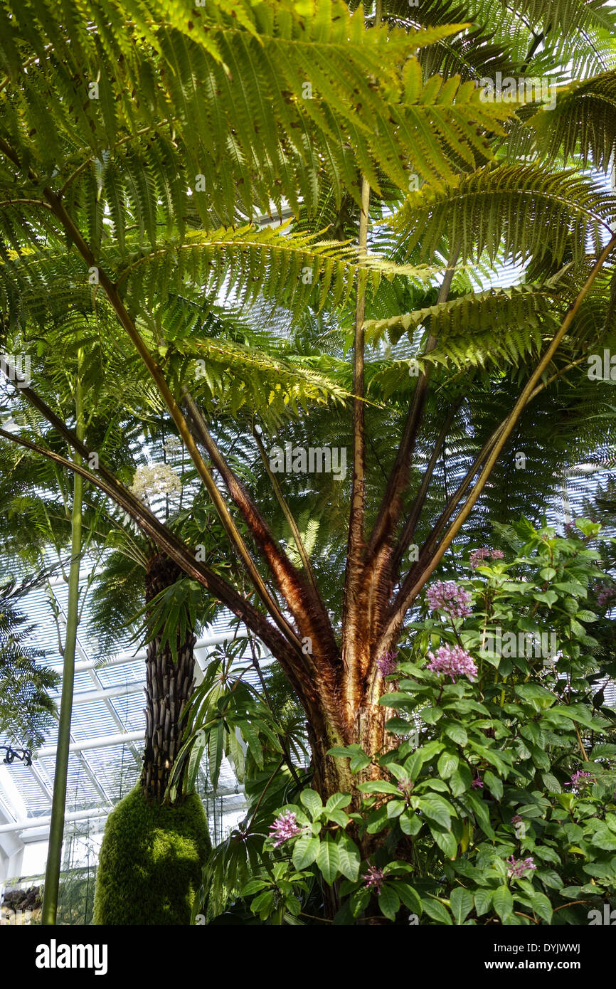 Botanischer hires stock photography and images Alamy