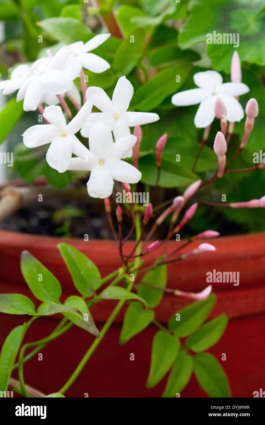 Jasminum polyanthum (Pink Jasmine Stock Photo Alamy