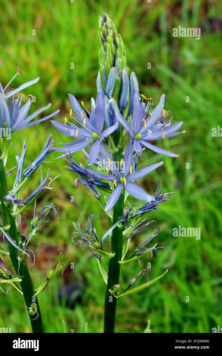 Camassia leichtlinii naturalised in a meadow Stock Photo