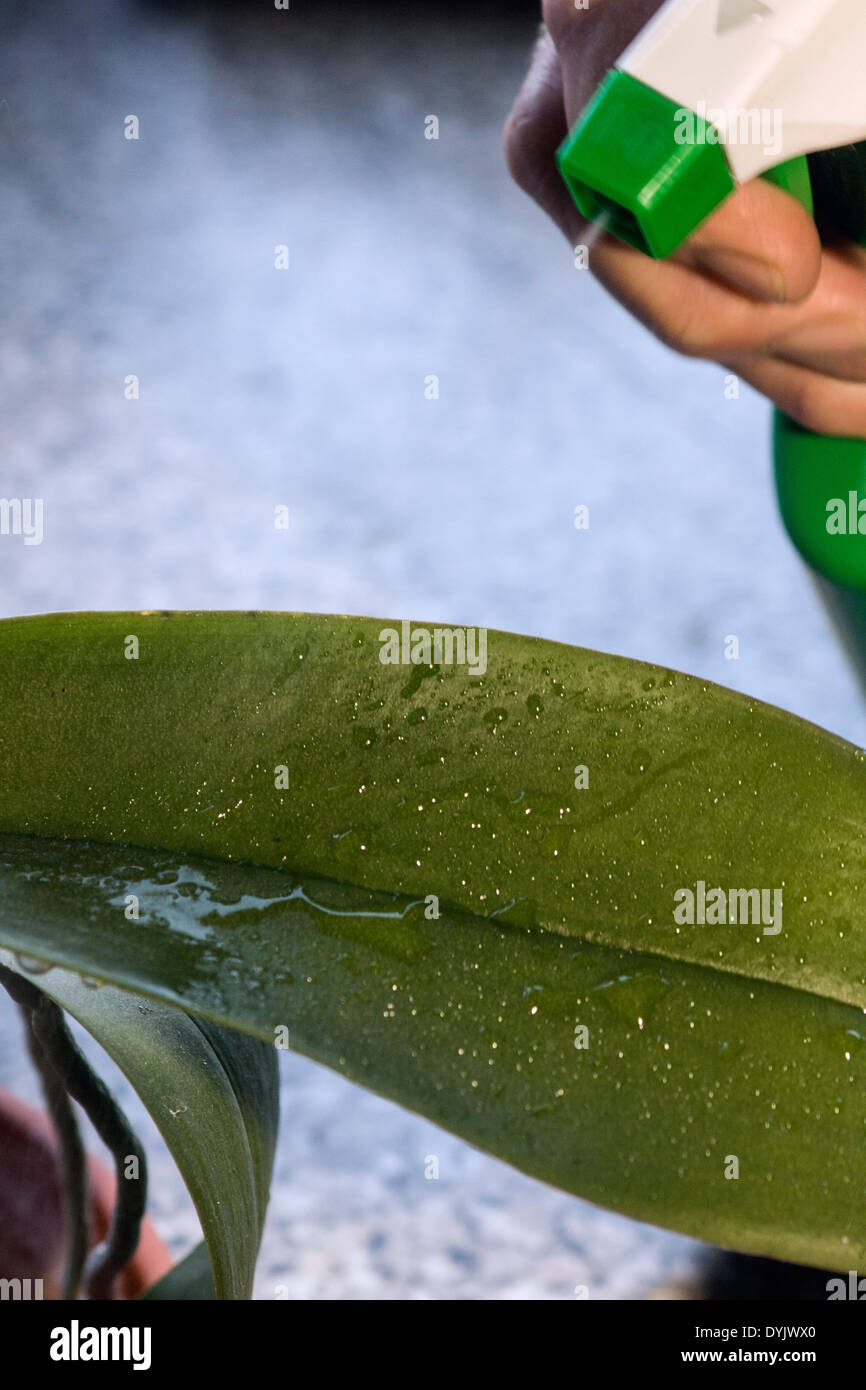 PHALAENOPSIS CARE  KEEP THE HUMIDITY UP BY SPRAYING THE LEAVES Stock Photo