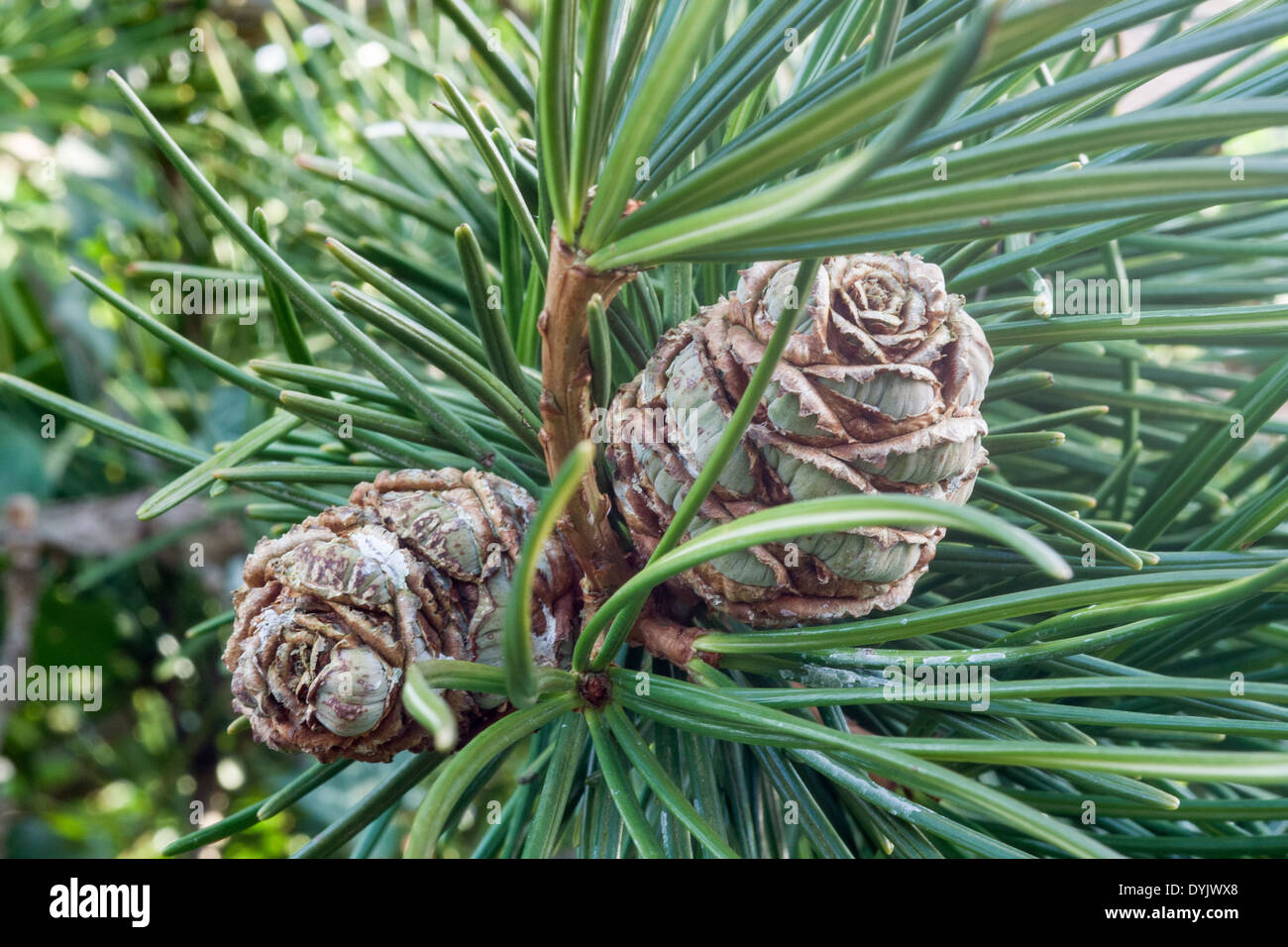 sciadopitys verticillata (umberella pine) Stock Photo