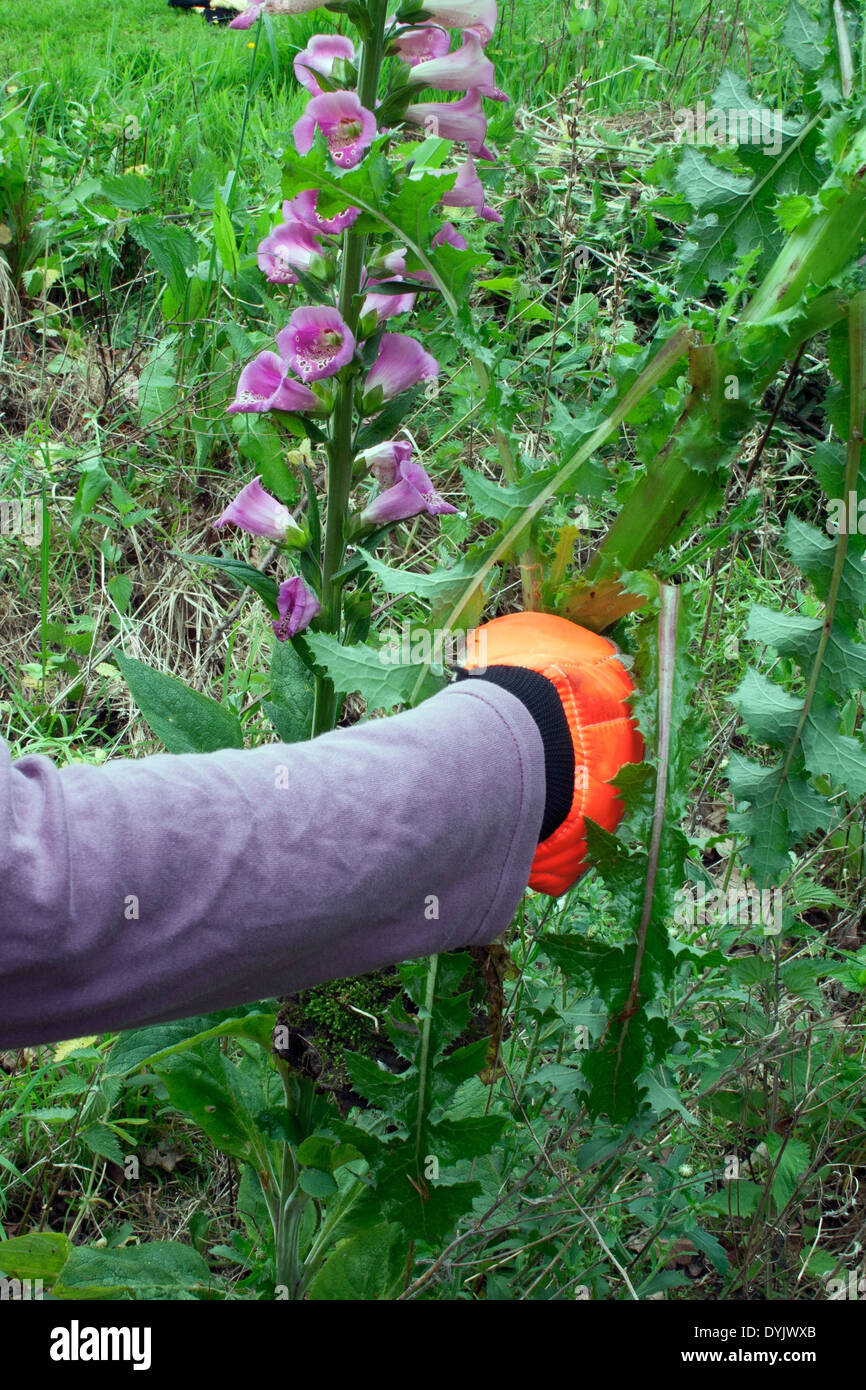 Pulling stinging nettles out of a semi-wild area Stock Photo