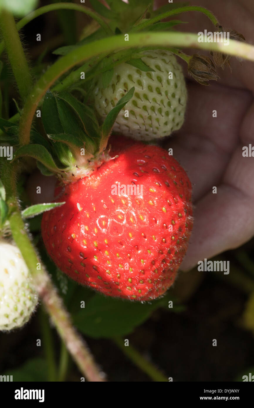 Harvest strawberry Stock Photo