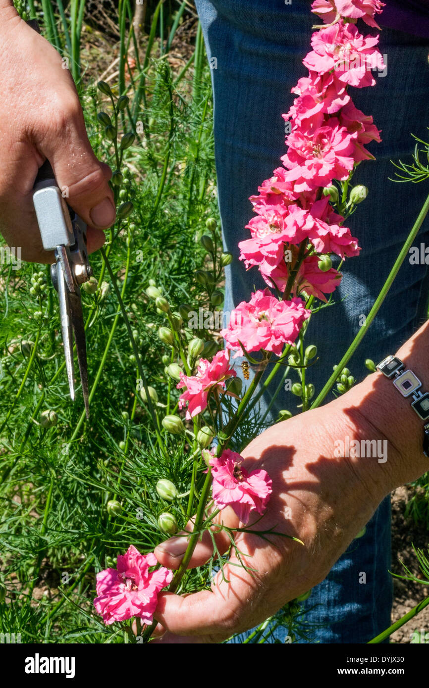 Annual cutting garden hires stock photography and images Alamy