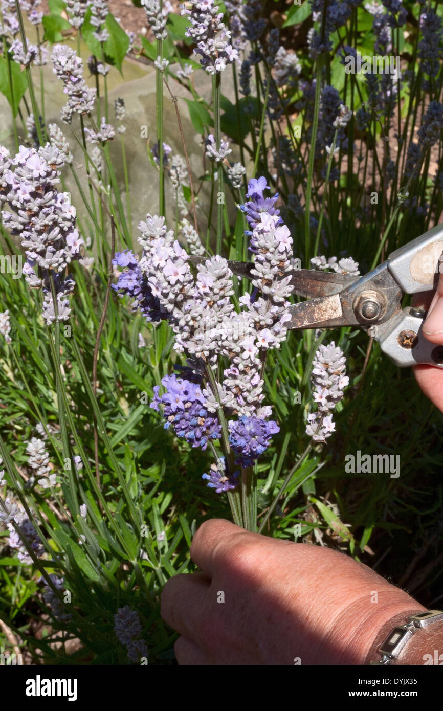 Cutting Lavender flowers  Stock Photo