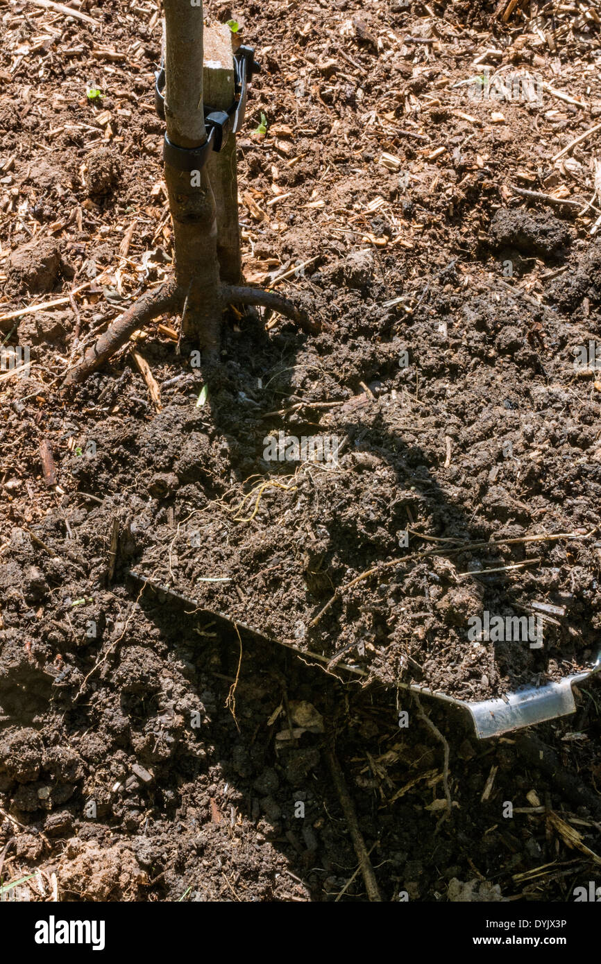 Mulching young tree roots which have been exposed by digging rabbits Stock Photo