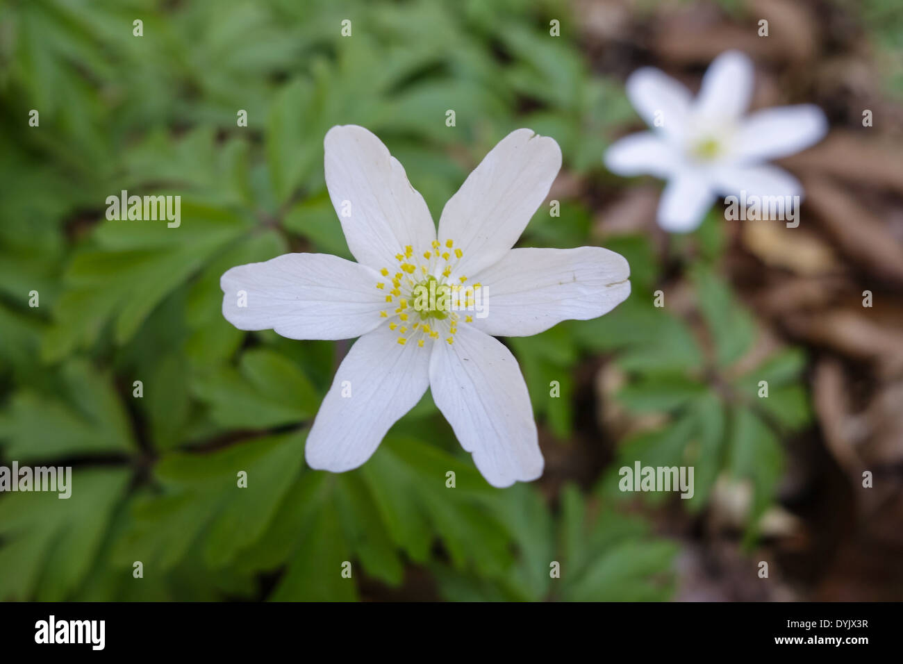 Buschwindröschen (Anemone nemorosa Stock Photo - Alamy