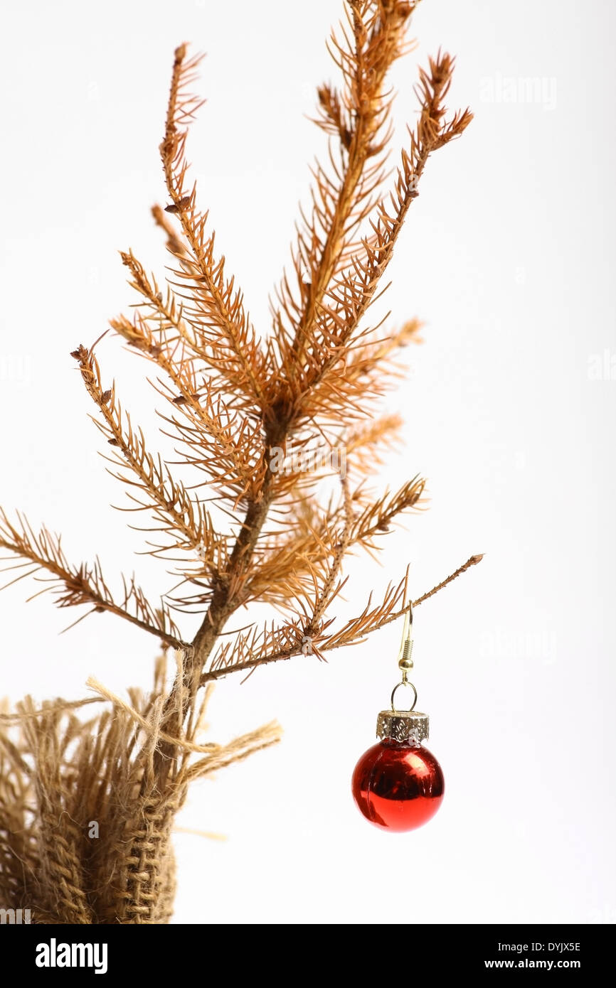 Color shot of a small dead Christmas tree with a small red globe Stock