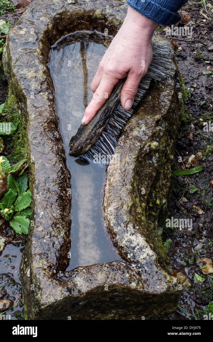Cleaning bird bath refilling hires stock photography and images Alamy